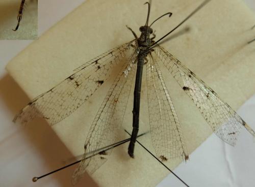 Réf. 210 440 : Distoleon tetragrammicus